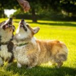 Two wet Corgis playfully engage under a sunny sky in Haifa's park.