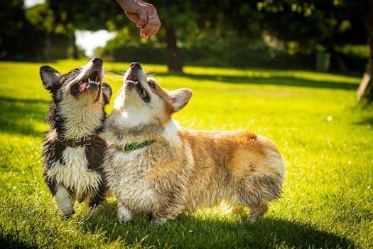 Two wet Corgis playfully engage under a sunny sky in Haifa's park.